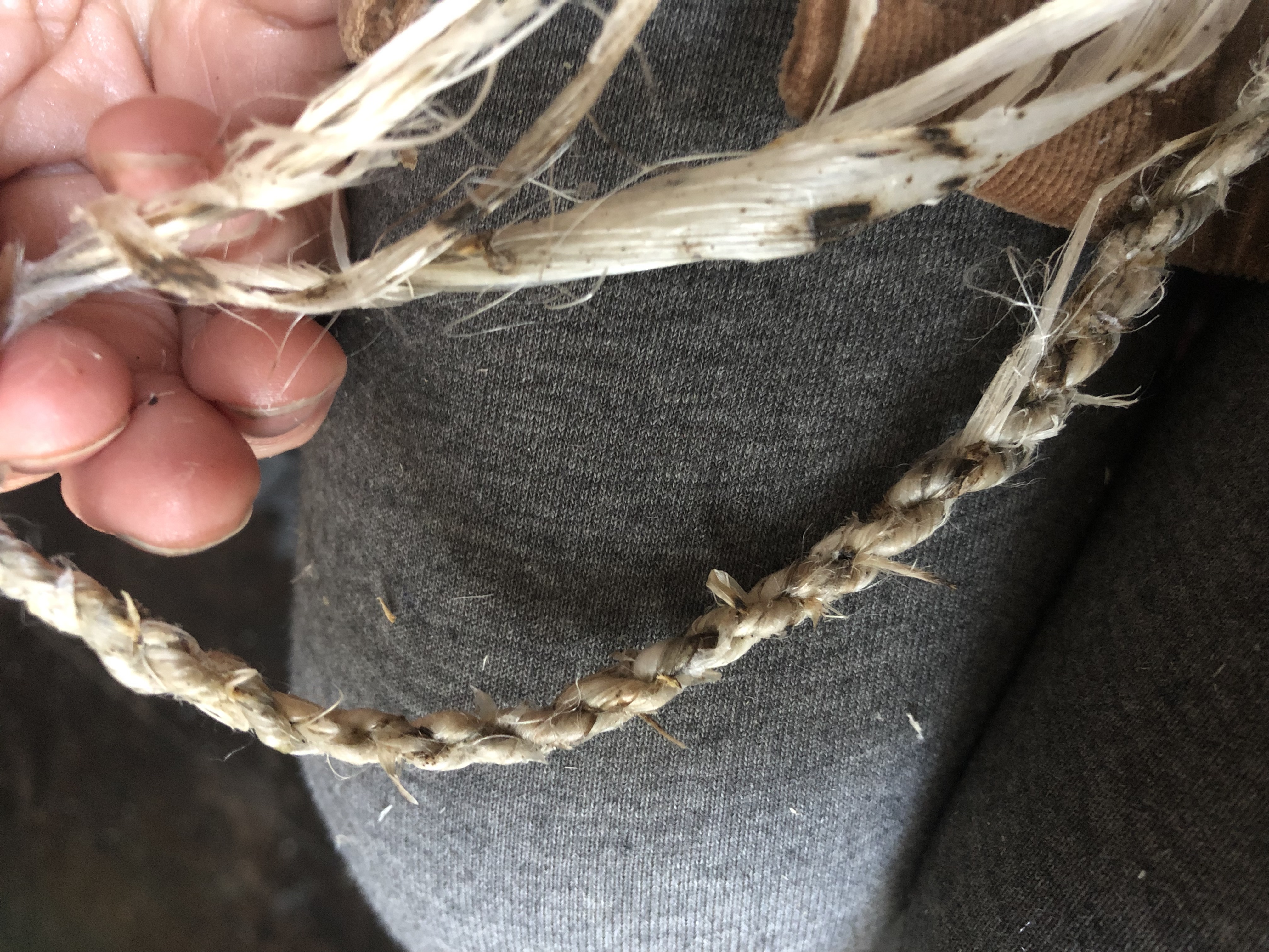 Milkweed fibers March 2018