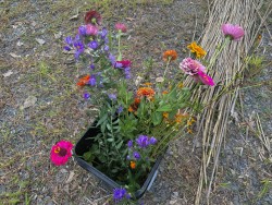 Esopus banquet flowers from neighbor Emily’s generous flower garden.  We need color here! 